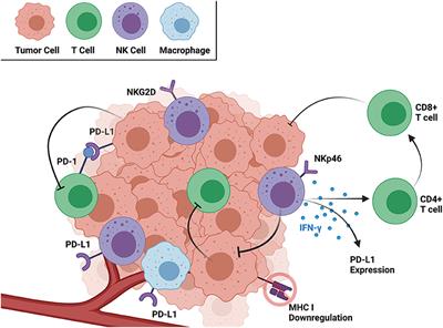 Natural Killer and T Cell Infiltration in Canine Osteosarcoma: Clinical Implications and Translational Relevance